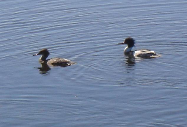 Red Breasted Merganser